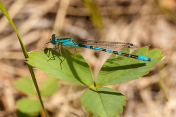 Northern Bluet - Enallagma cyathigerum 