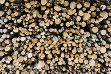 A large wall of small stacked wooden logs in the forest, showing a natural background or texture