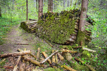 Large wall of small stacked wooden logs with moss, in a forest, green, natural, forest background or texture
