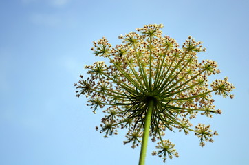Wiesenkerbelblüte von unten