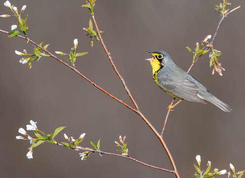 Canada Warbler