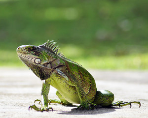 iguane