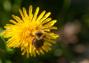 Carder Bumble Bee on Dandelion Flower