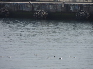 Seagulls in the Sea