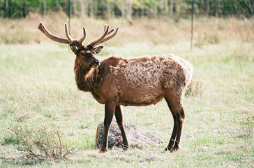 Naklejka na ściany i meble Large bull elk in a meadow