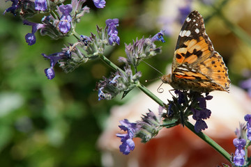 Rusałka osetnik Vanessa cardui