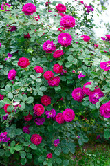 growing beautiful rose bushes in a garden