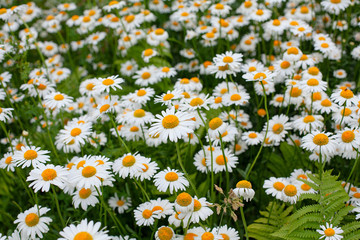 daisies flower meadow, gardening concept