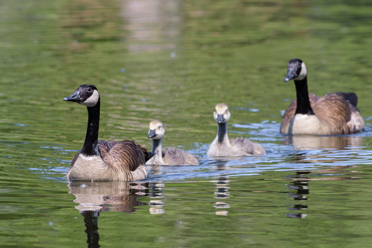 American Waterfowl. Canada Geese and Goslings in a Lake