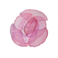 Watercolor pink transparent layered pink Flower rose or peony on white background