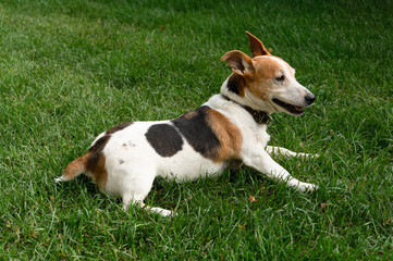 dog Jack Russell Terrier on the green lawn