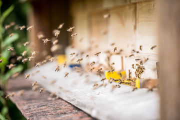 honeybee