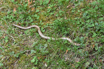 slow worm in grass
