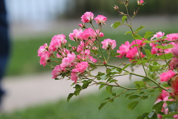 pink flowers in the garden