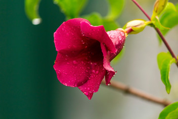 Alamanda Roxa IMG_5140