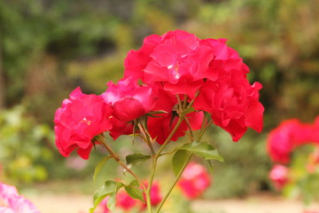 red flower in the garden