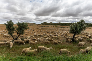 des moutons éparpillés dans un champs sous un ciel sombre