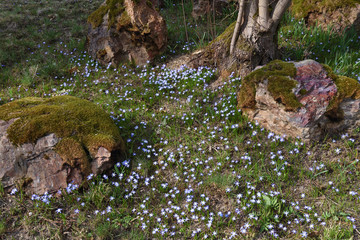 blue flowers between rocks and trees