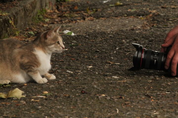 cat and camera