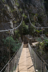 suspension bridge in the forest
