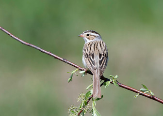 Clay-colored Sparrow