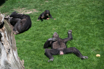Obraz premium Adult chimpanzee lying on the grass