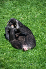 Adult chimpanzee playing with his baby in the grass