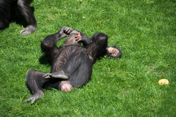 Mother and chimpanzee son playing in the grass