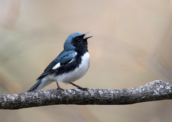 Blue-throated Blue Warbler (setophaga caerulescens)