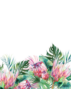 Hand drawn greeting card design with exotic leaves and protea flowers isolated on white background. Palm tree, banana leaves, mostera plants