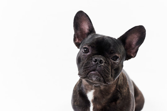 79,406 BEST French Bulldog IMAGES, STOCK PHOTOS & VECTORS | Adobe Stock