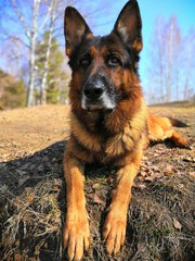 german shepherd dog