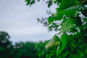 Green leaves in morning,natural background