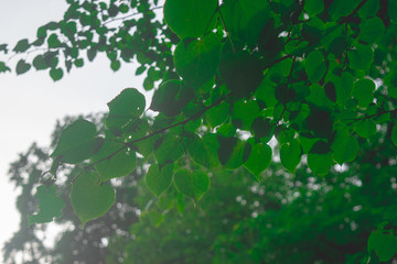 Green leaves in morning,natural background