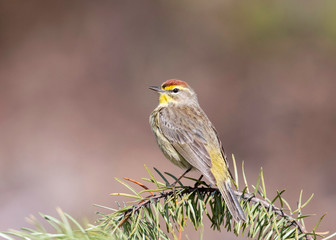 Palm Warbler (setophaga palmarum)