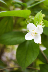 The closeup of the beautiful white flower