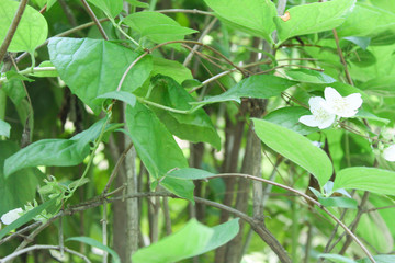 A gentle white flower among the leaves 