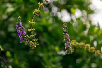 Gengibre Azul IMG_5149