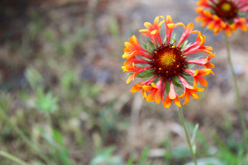 The amazing red and orange flower
