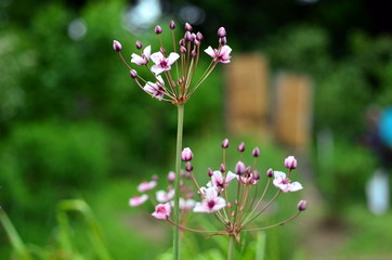 Zarte rosarote Wasserpflanze