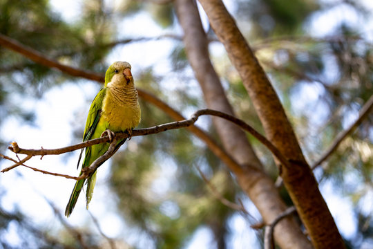 Yellow-green parrot sitting on a pine tree branch.