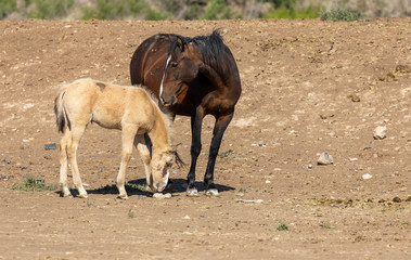 Fototapeta premium Wild Horse Mare and Cute Foal
