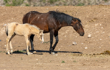 Wild Horse Mare and Cute Foal