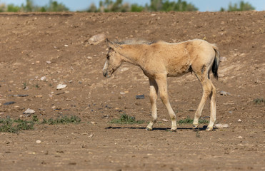 Naklejka na ściany i meble Cute Wild Horse Foal in Utah