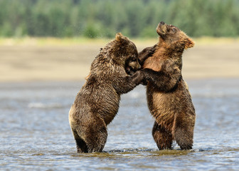 Alaska Brown Bear