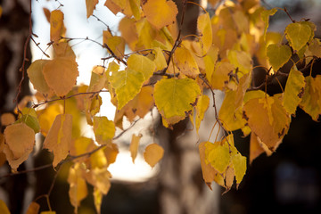autumn leaves on tree