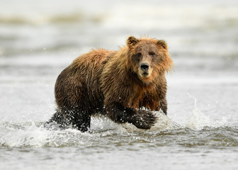 Alaska Brown Bear