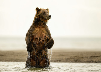 Alaska Brown Bear