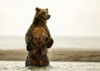 Fototapeten Alaska Brown Bear © Tom