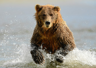 Alaska Brown Bear (ursus arctos)